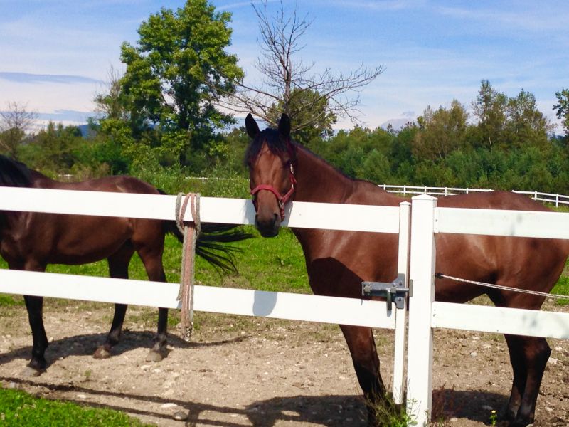 Pasture Fence Installation